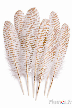 Schwan Seide Modell 3 - Mr Darcy’s Letter - 25-30 cm - weiss-creme-gold